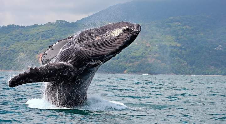 tour_ballenas